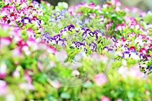 Torenia,Wishbone flower