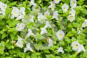 Torenia or Wishbone flower