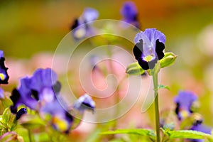 Torenia or Wishbone flowers in the garden or nature park