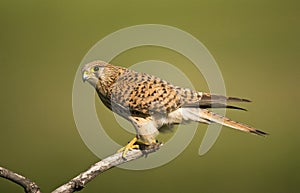 Torenvalk, Common Kestrel, Falco tinnunculus