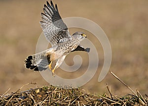 Torenvalk, Common Kestrel, Falco tinnunculus