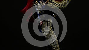Torero in blue and gold suit or typical Spanish bullfighter isolated spotlight on a black background. Close up, slow