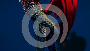 Torero in blue and gold suit or typical Spanish bullfighter isolated spotlight on a blue background. Close up, slow