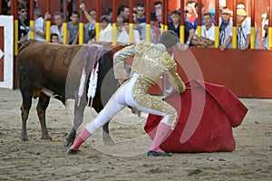 Torero and bull photo