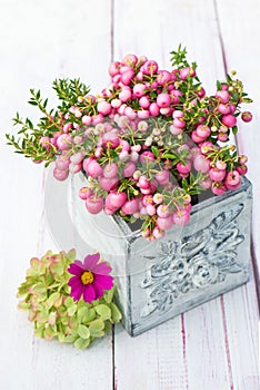 Pernettya flowers in a pot