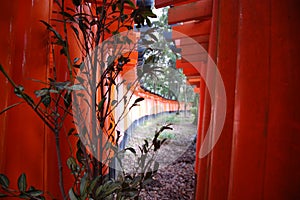 The tori gate tunnel at Inari shrine, Kyoto, Japan