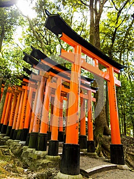 Tori gates at Fushimi Inari shrine