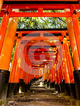 Tori gates at Fushimi Inari shrine