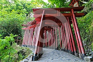 Tori gates in Yutoku inari shrine