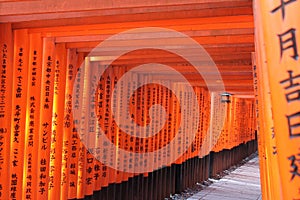 Tori Series in Fushimi Inari