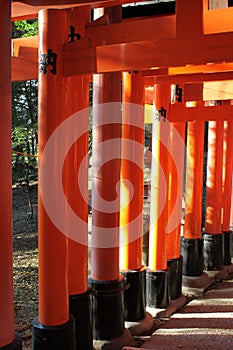 Tori Series in Fushimi Inari