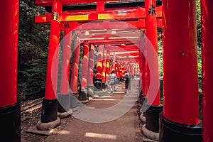 Tori in Shrine