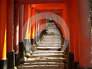 Torii at Fushimi Inari Shrine photo