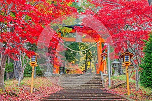 Torii gate to chureito pagoda in autumn