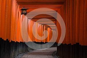 Torii gates in Fushimi Inari Shrine