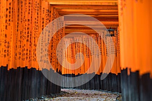 Torii Gates, Fushimi Inari Taisha Shrine located in Fushimi-ku