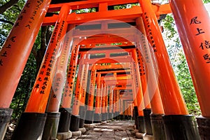 Torii gates at Fushimi Inari Shrine in Kyoto, Japan photo