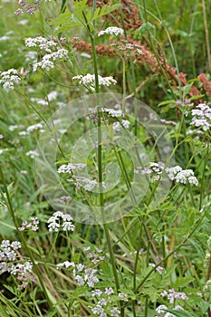 Torilis japonica grows in the wild