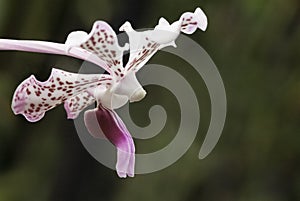 Torito orchid from Costa Rica photo
