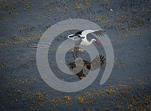 Tork starting to fly at aiguamolls d`Emporda photo