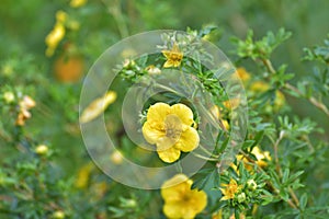 Tormentil or Potentilla erecta flower, selective focus