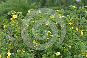Tormentil or Potentilla erecta flower, selective focus
