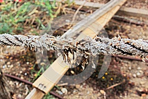 Almost torn apart aged dirty white rope, barely holding on on blurred construction background