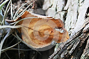 TORN DRY FALLEN LEAF STUCK IN EPIPHYTE PLANT IN TREE