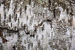 Torn Grunge Birch Bark Texture