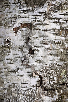 Torn Grunge Birch Bark Texture