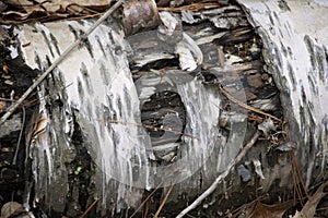 Torn Grunge Birch Bark Texture