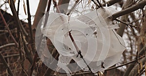 Torn plastic bag is on the branches of bare tree in winter flutering on wind