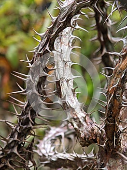 torn and the structure of a tree