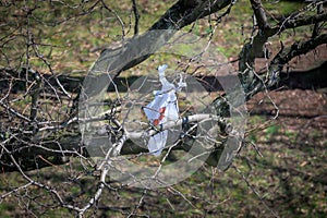 Torn white plastic bag caught in tree branches waving in the wind, Bronx, New York City, NY