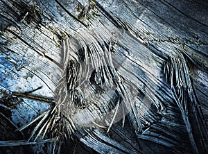 Torn wood on an old tree trunk