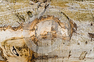 Torn Wooden Oak Trunk Texture