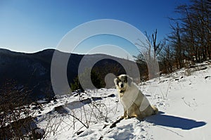 Tornjak, Croatian shepherd dog in the snow