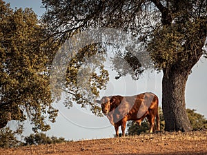 Toro en la dehesa  020722-1194 photo