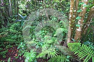 Toro Negro Rainforest - Puerto Rico