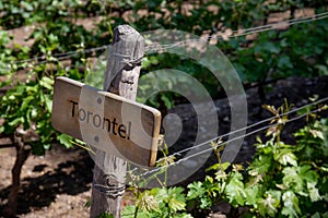 TORONTEL Wine sign on vineyard. Vineyard landcape