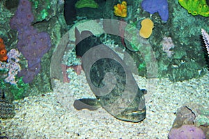 Toronto Aquarium Brown-Marbled Grouper