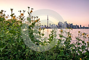 Toronto, Canada - August 4, 2019 : Summer yellow flowers frame the sunset sky above the Toronto skyline.