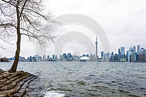 Toronto city skyline with CN Tower and a bare tree in the foreground