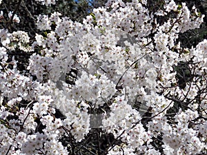 Toronto High Park cherry blossom 2018