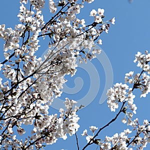 Toronto High Park cherry blossom branchs 2018