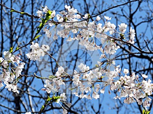 Toronto High Park the cherry blossom flower 2018