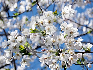 Toronto High Park cherry blossom flowers 2018