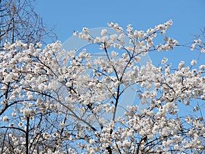 Toronto High Park the cherry blossom tree 2018