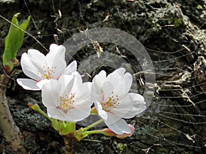 Toronto High Park cherry blossom on a trunk 2018