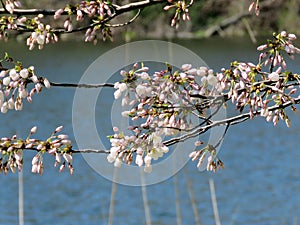 Toronto High Park cherry blossoms over pond 2018